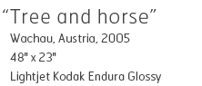 Tree and horse - Wachau, Austria, 2005 - 48" x 23" - Lightjet Kodak Endura Glossy - Limited 1 of 15 - $790