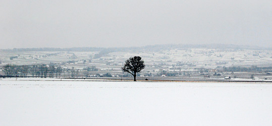 Tree and horse